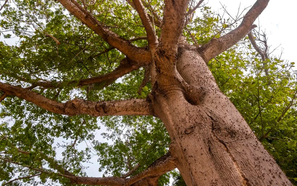 Kapok tree in a jungle.