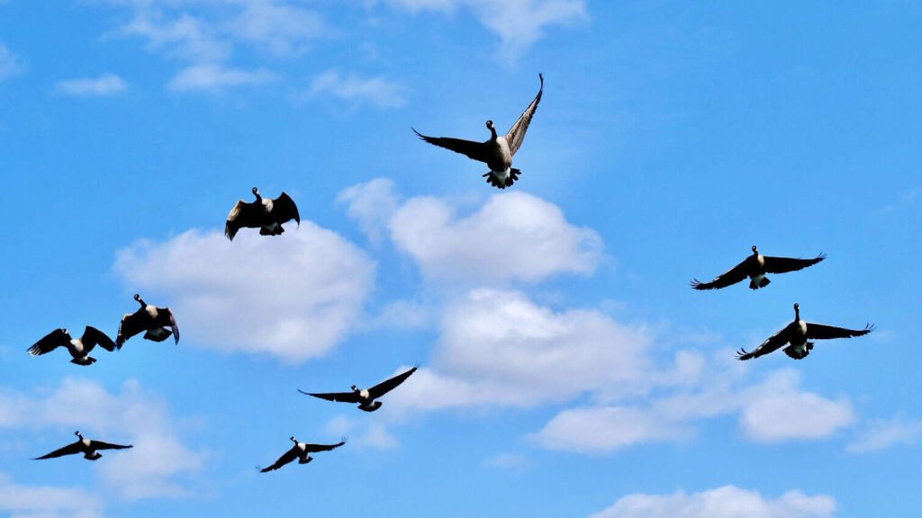 Migratory birds from the movie "Flyaway home".