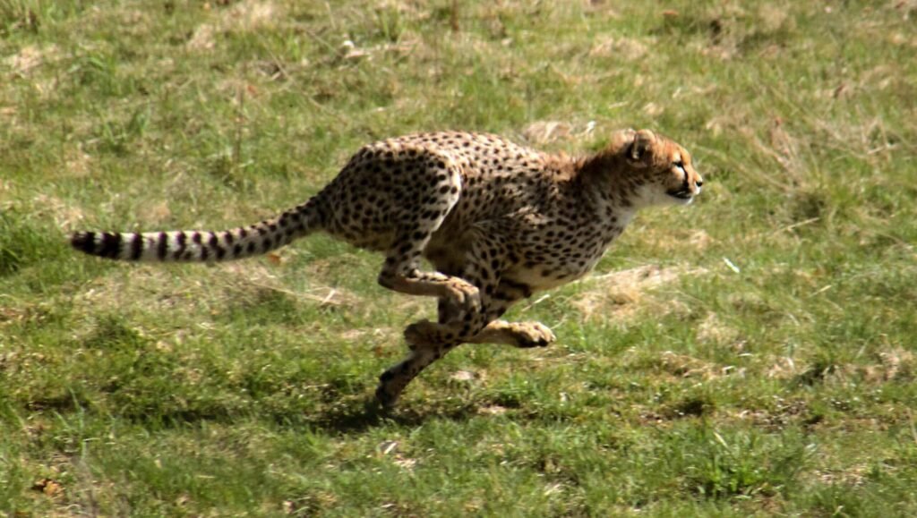 Cheetah chasing its prey