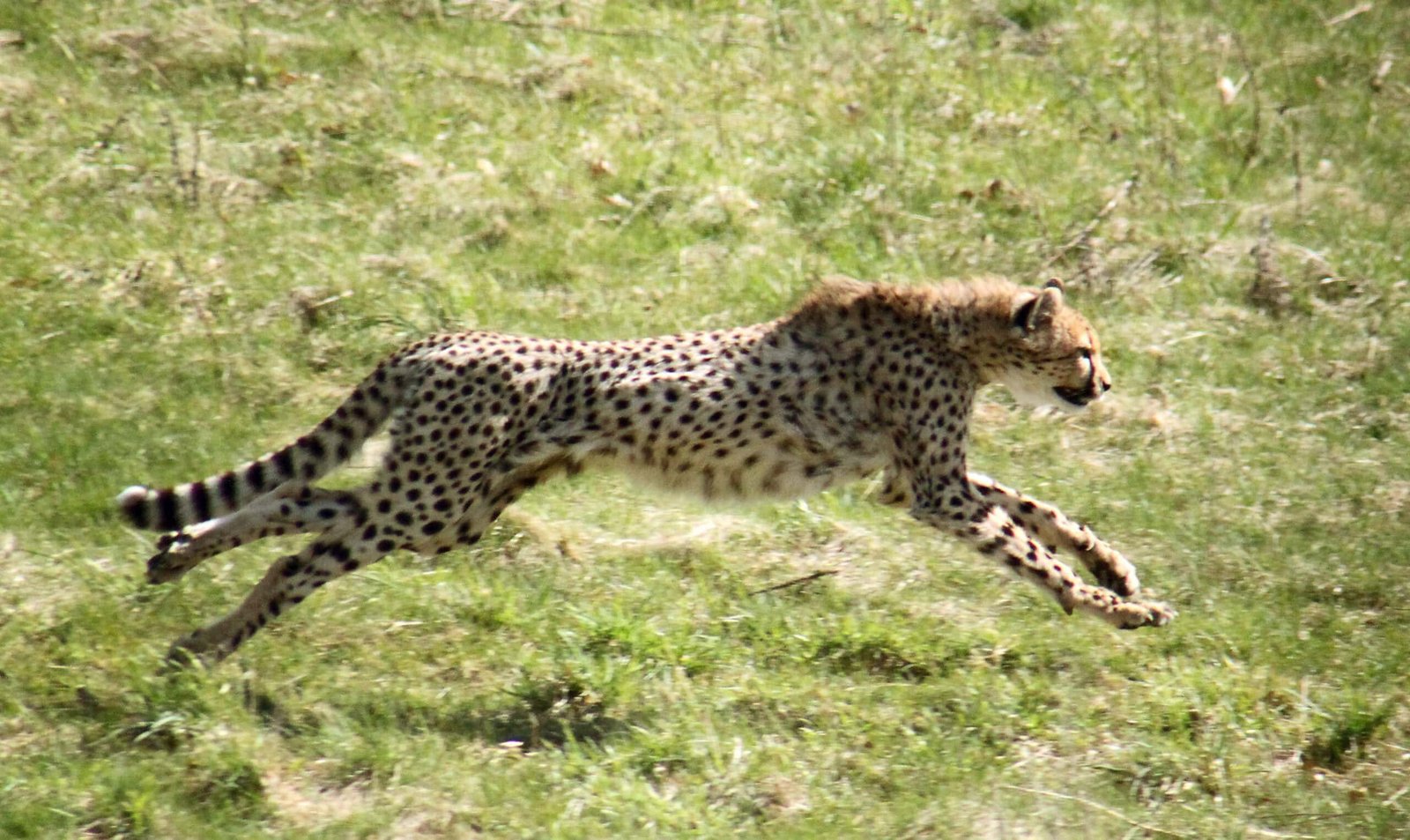 8 Amazing Ways Nature Has Engineered the Fastest Animals