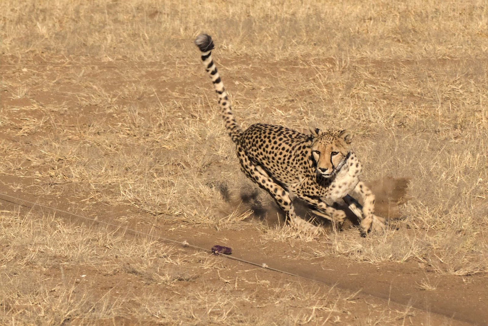 Cheetah hunting a toy lure at Cheetah Conservation Fund, Otjiwarongo, Namibia