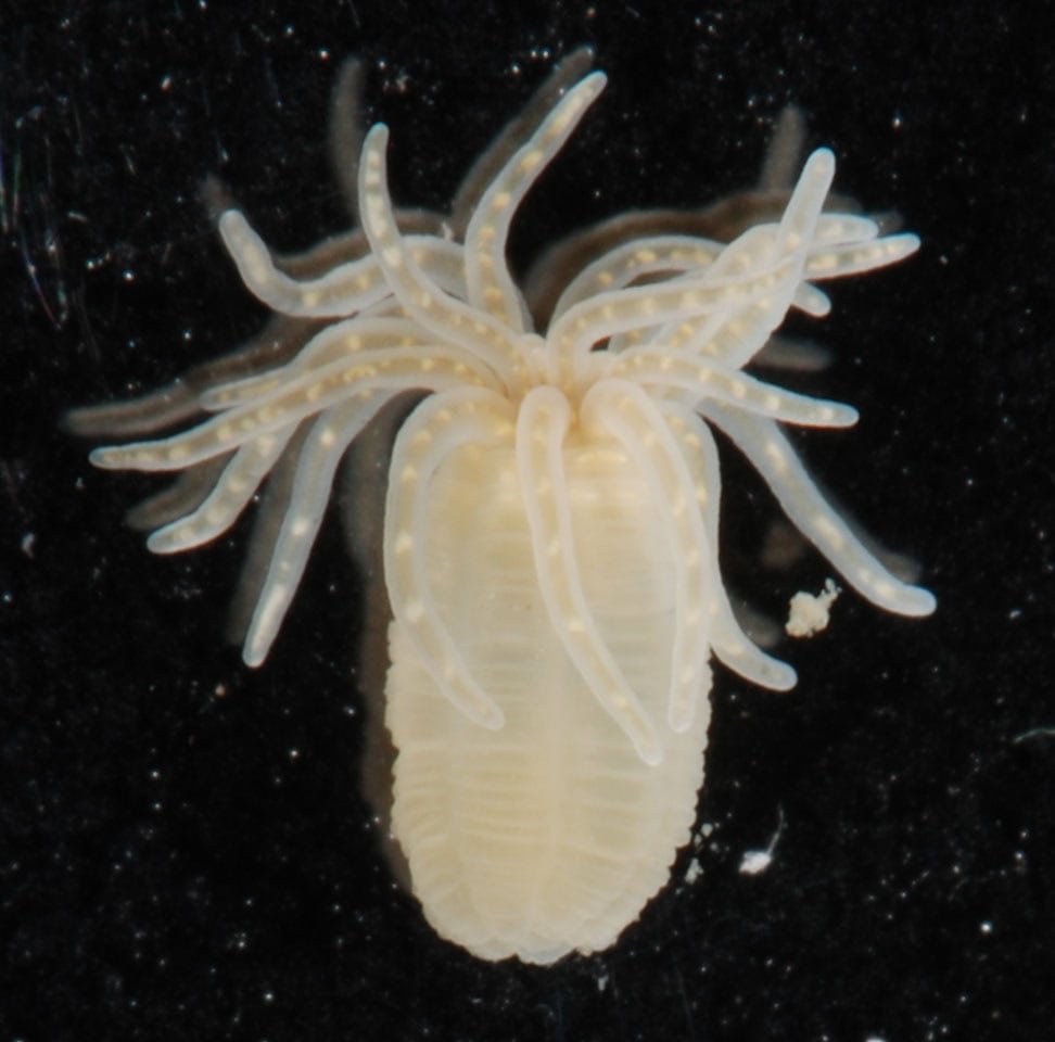 Nematostella vectensis