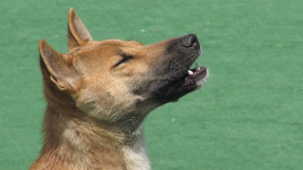 New Guinea Singing Dog sings.