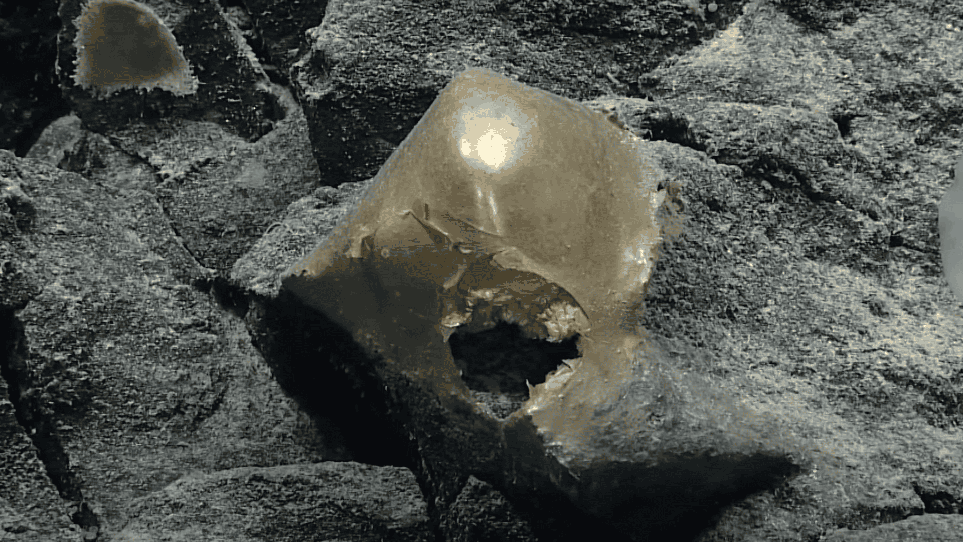 Mysterious Golden Orb Found on Alaska’s Ocean Floor
