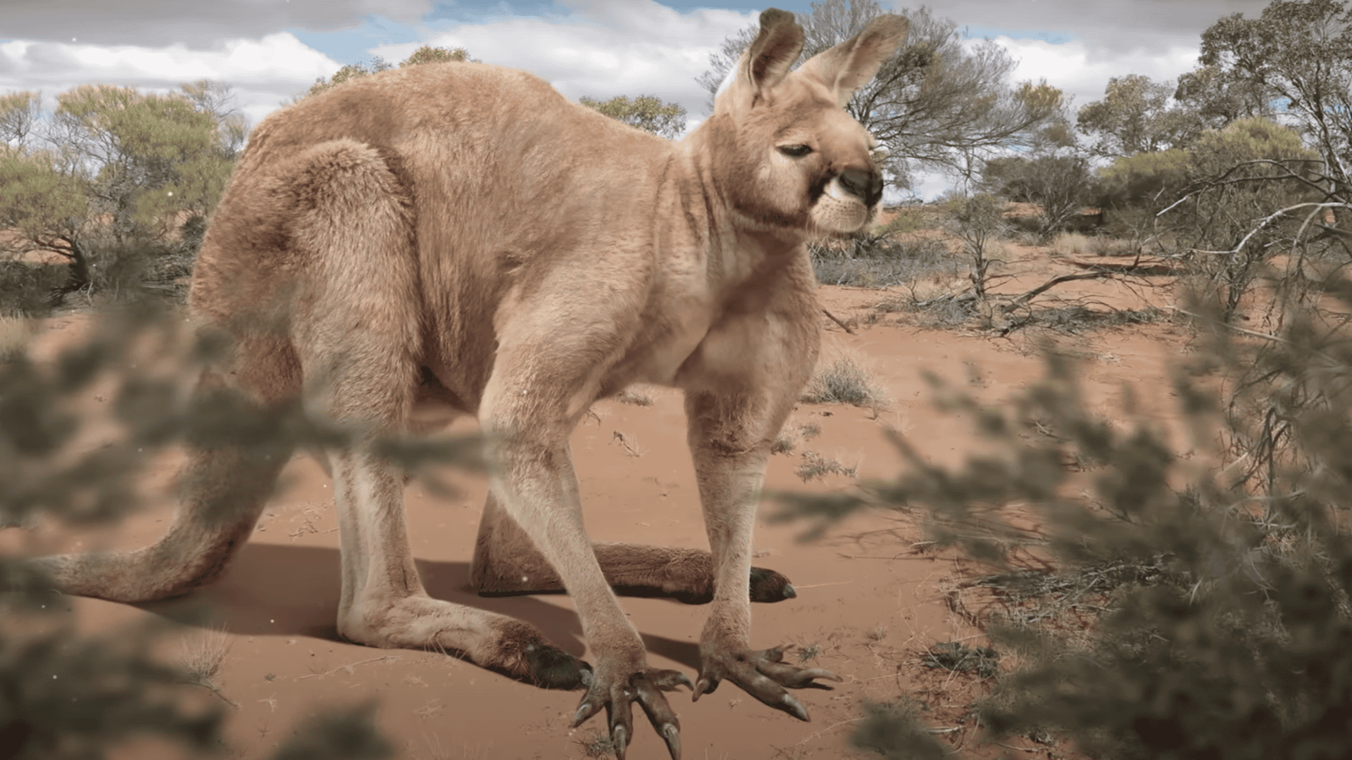 Million Year Old Prehistoric Kangaroo Discovered in Australia