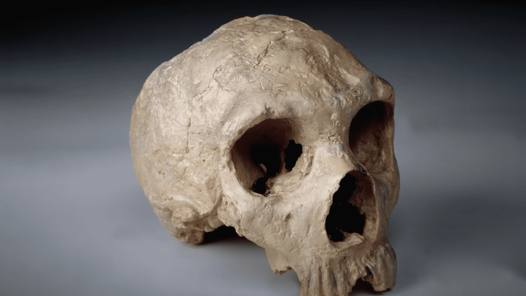 Skull of a neanderthal.