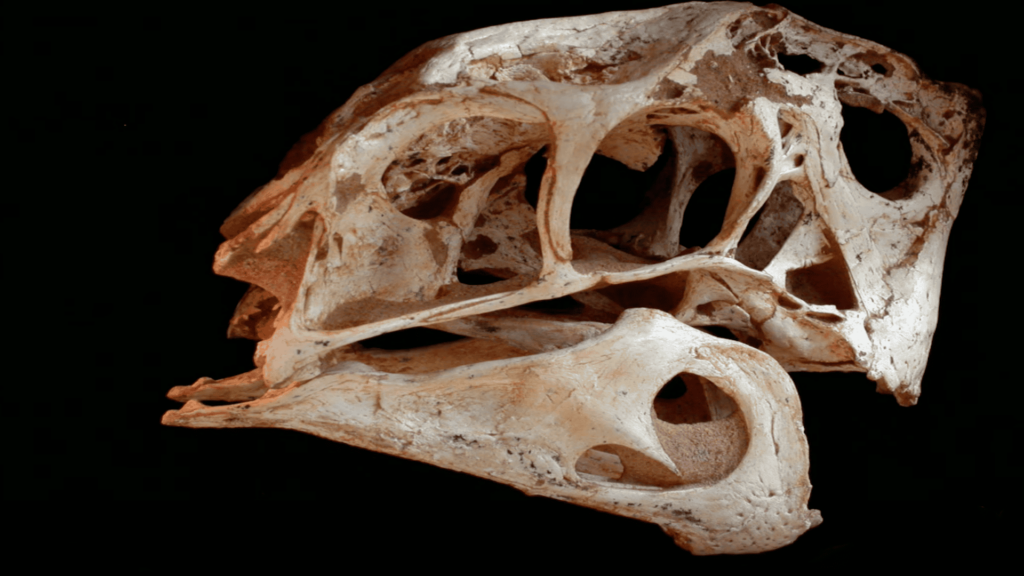 Oviraprotosaur skull, another dinosaur with a beak-like feature.