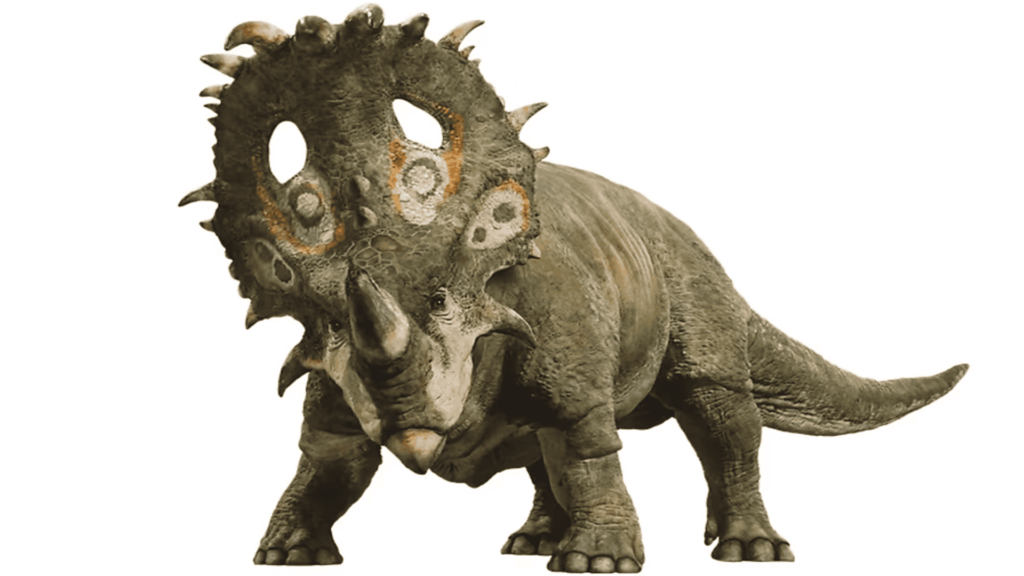Pachyrhinosaurus on a white background.