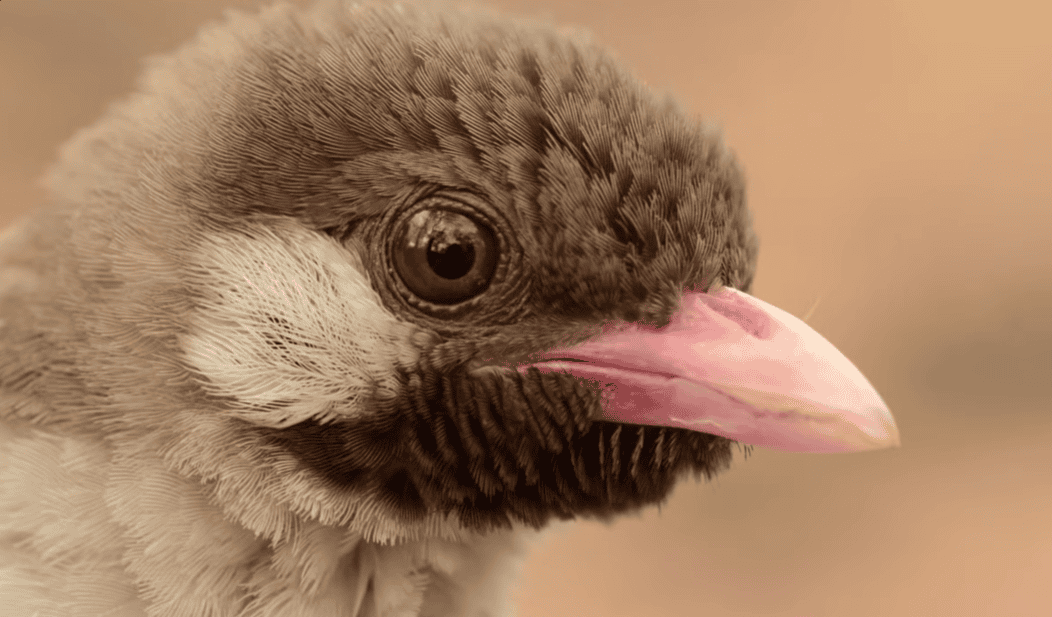 New Study Explores Mysterious Collaboration Between Birds, Humans, and Honey Badgers
