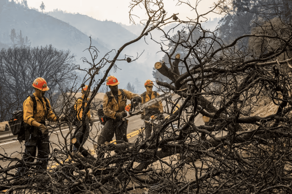 Firefighters clean burned trees and branches.