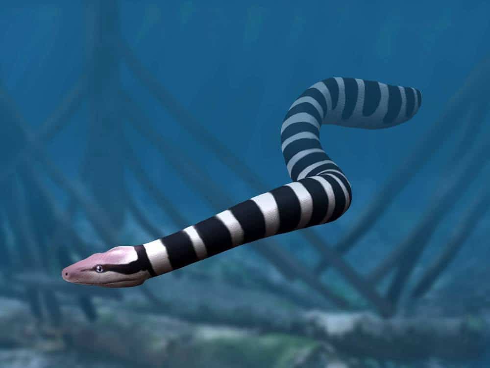 Palaeophis genus