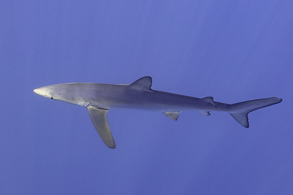 Shark