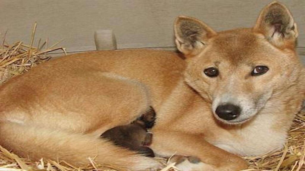 Mom New Guinea Singing Dog with her pup.