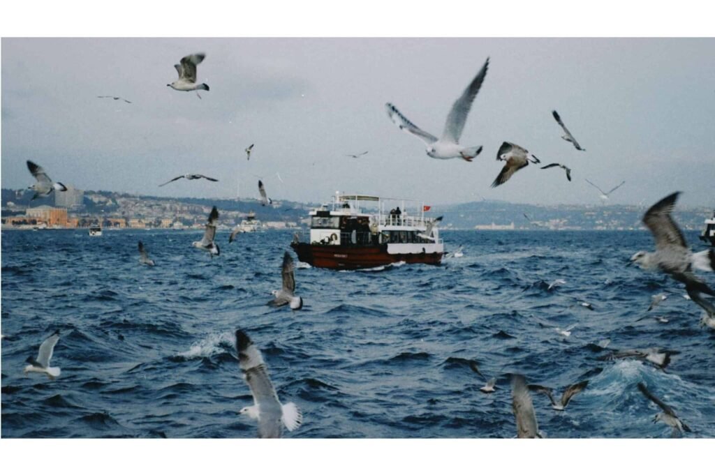 sea birds