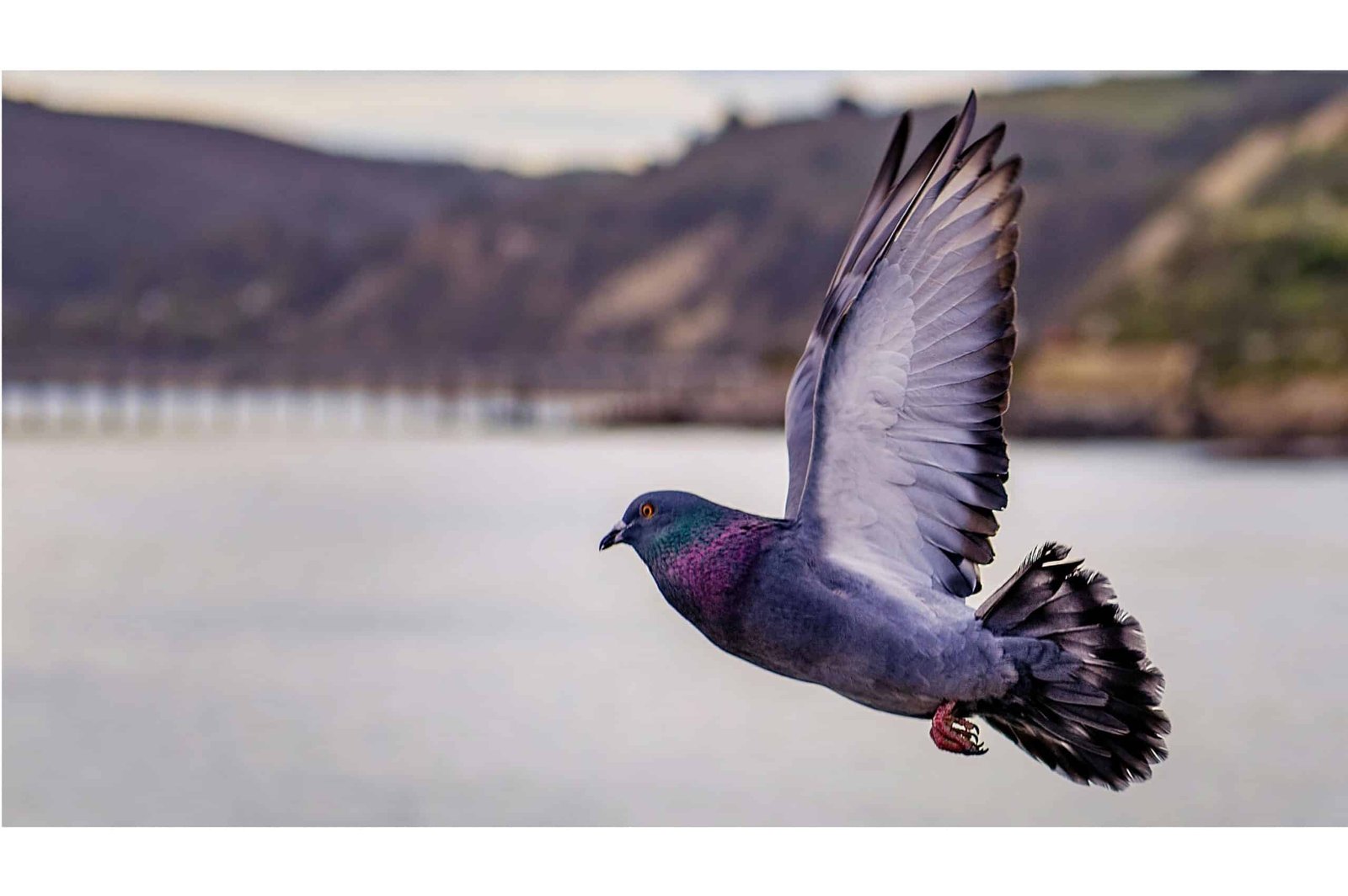 The Incredible Journey of Cher Ami: The Pigeon Who Saved Lives in World War I
