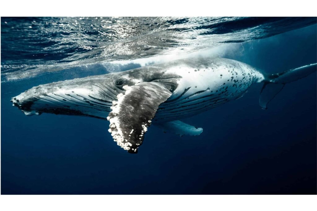 whale swimming underwater.