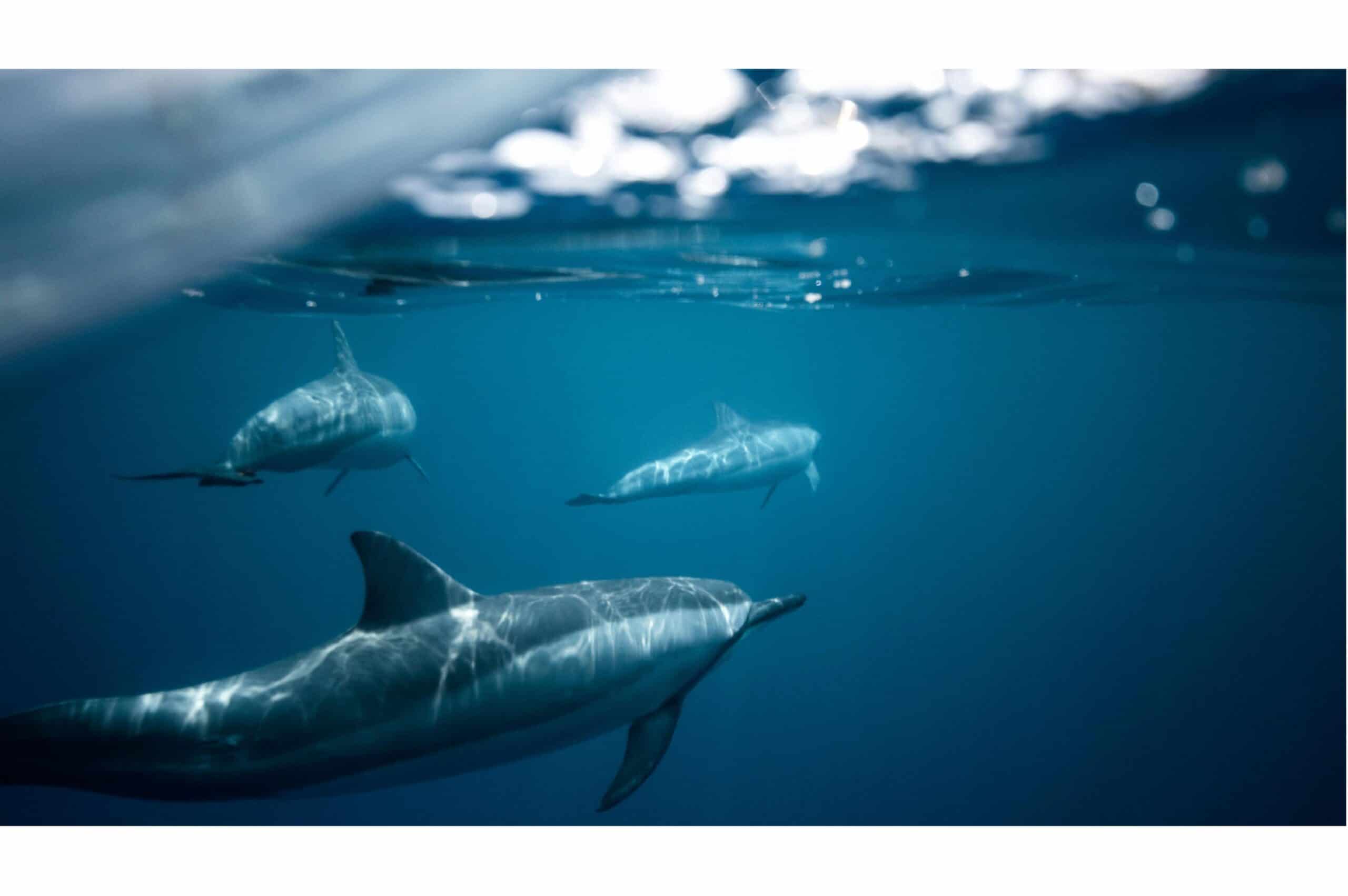 The Role of Marine Biology in Climate Change Research