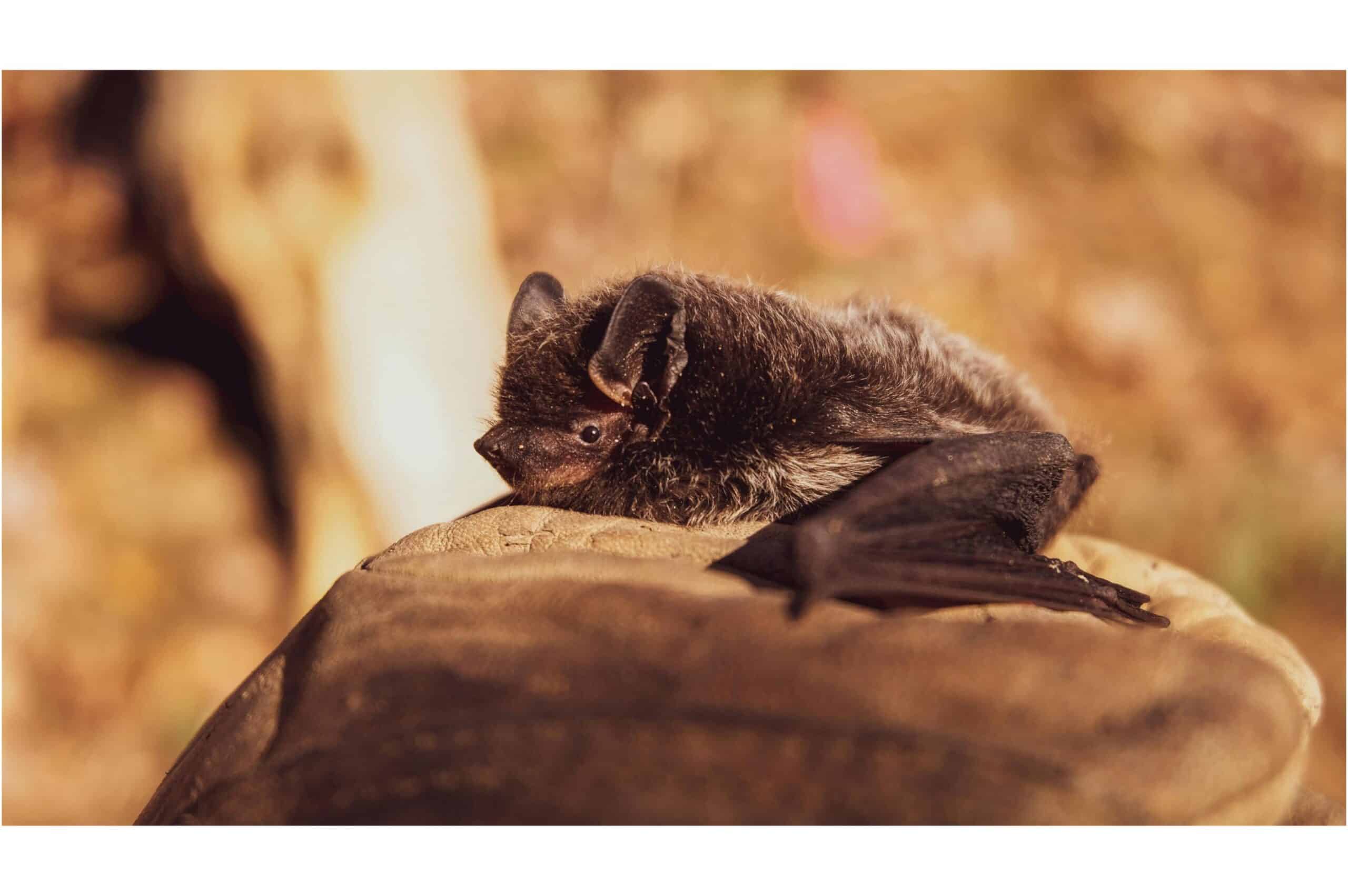 Bats in the Black Hills: The Unexpected Role of South Dakota’s Bat Populations in Ecosystem Health