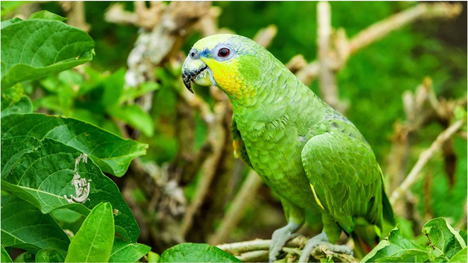 The Parrot That Solved Word Puzzles and Changed How We Understand Animal Intelligence