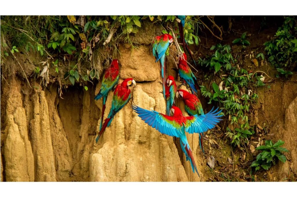 parrot