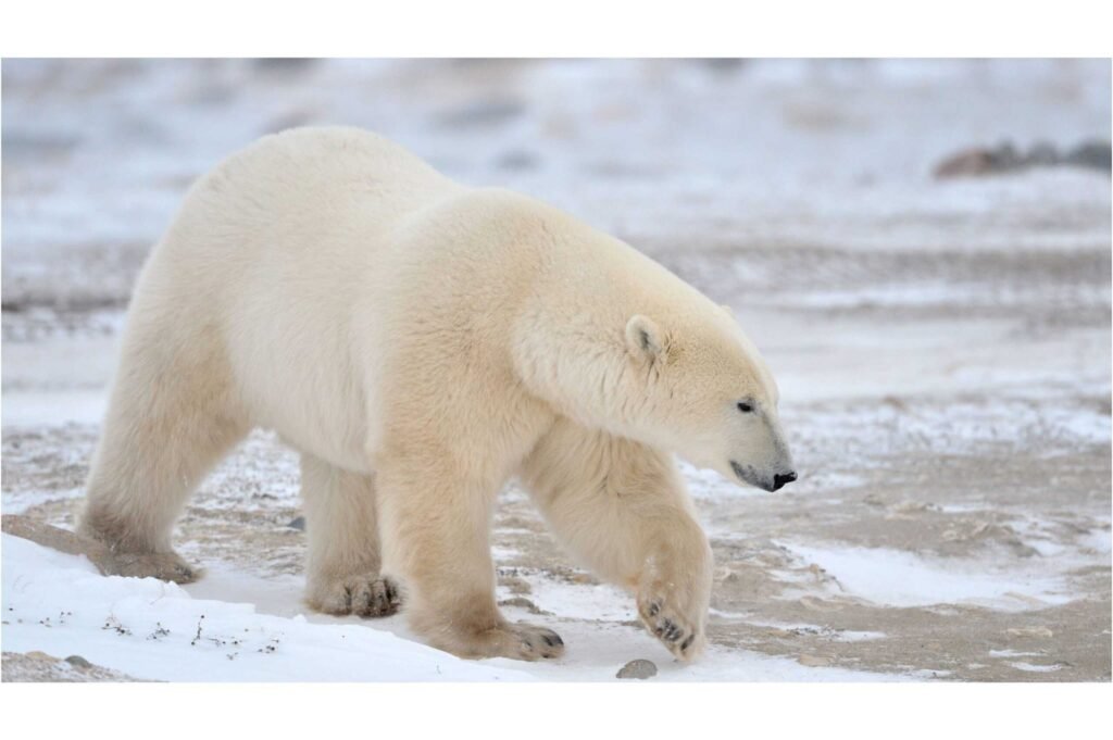 polar bear