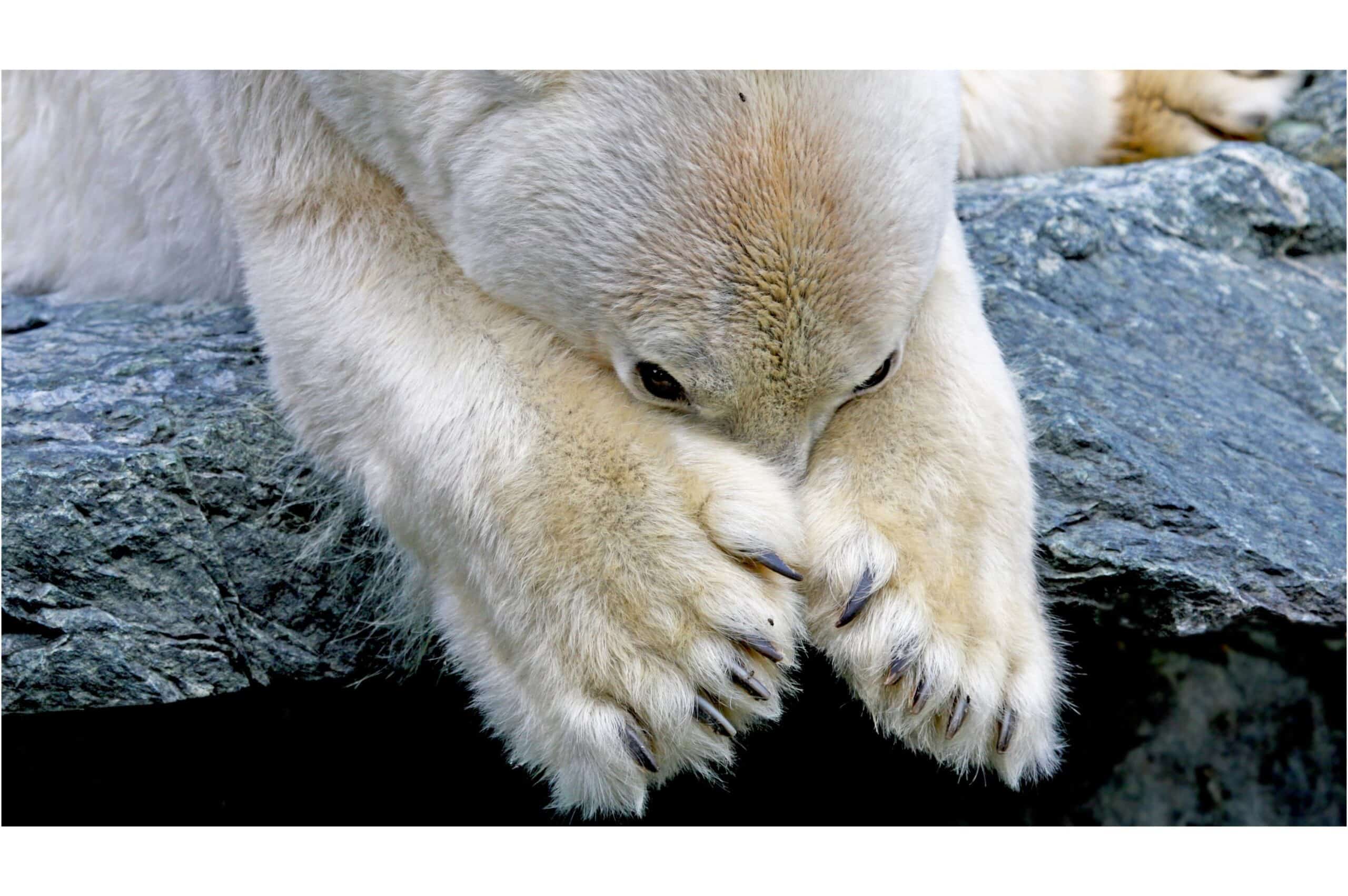 10 Iconic Species Threatened by Climate Change