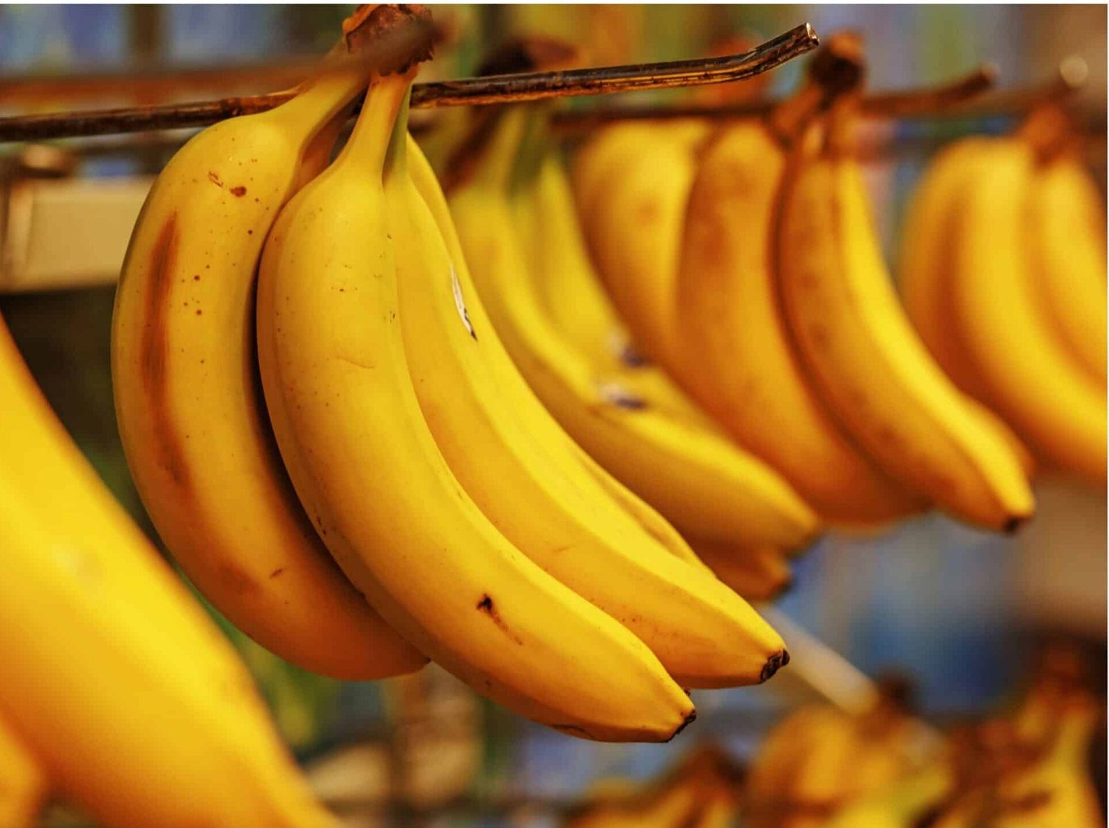 The Banana Clone Crisis: Why Nearly All Bananas Are Genetically Identical—and at Risk