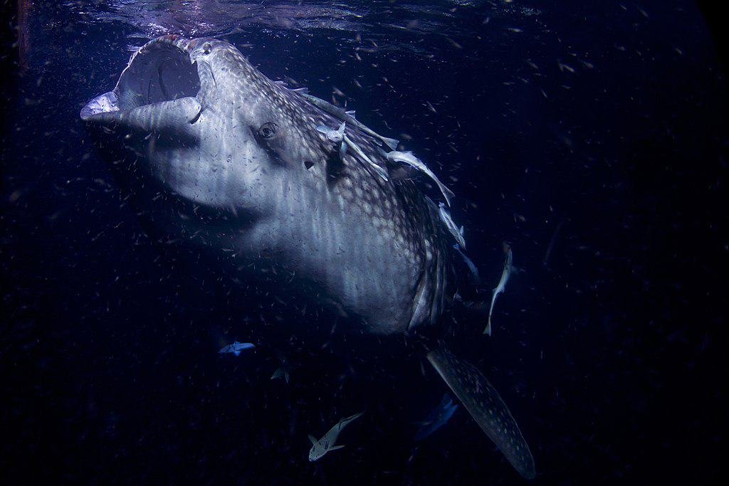 Whale shark