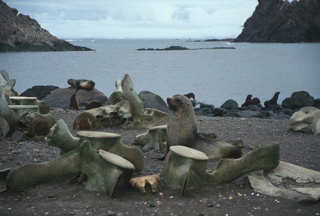 Whale vertebrae
