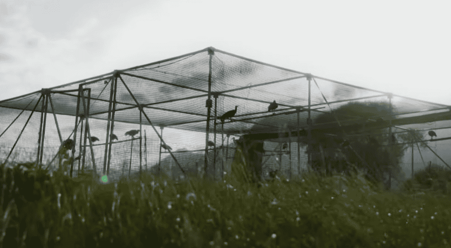 Waldrapp aviary