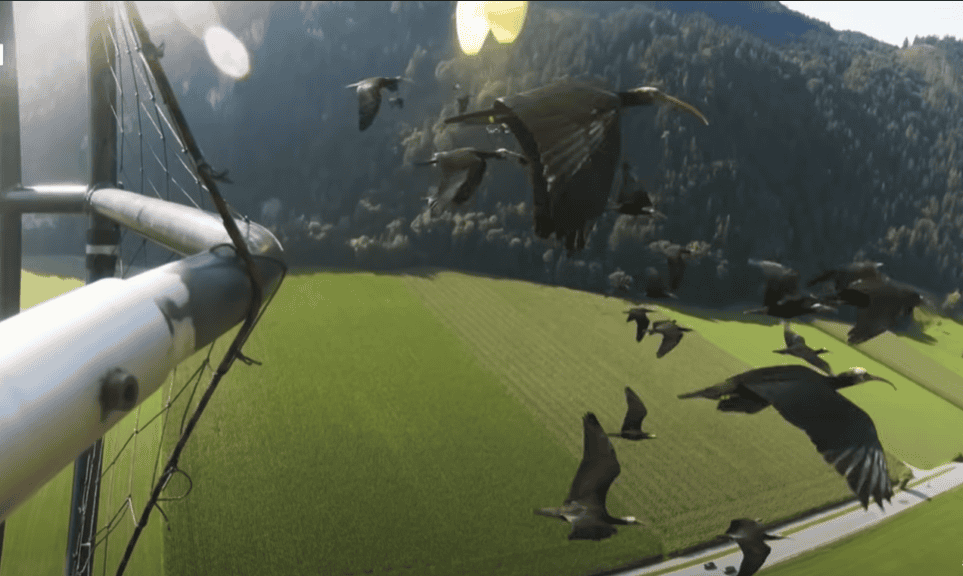 Northern bald ibis on their migratory journey.