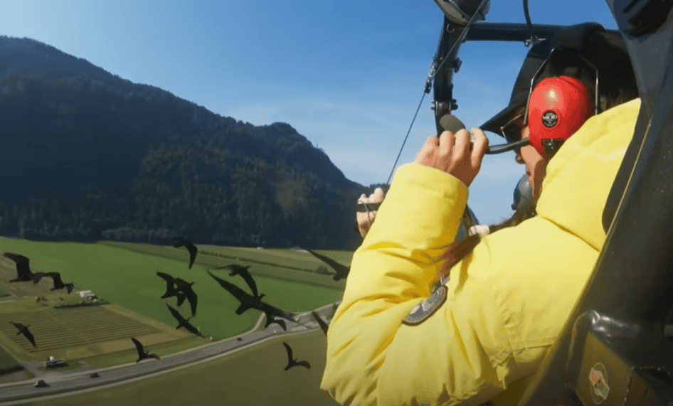 Scientists guiding bald ibises on their migration.