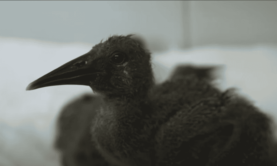 Northern bald eagle chick.
