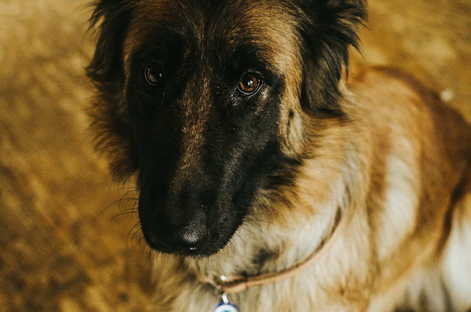 Belgian Malinois