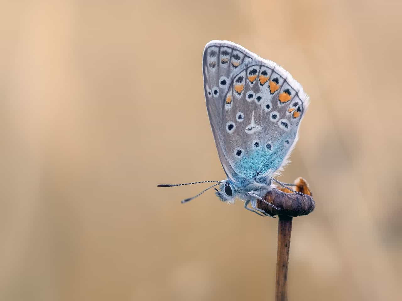New Study Reveals Surprising Cognitive Abilities in Butterflies – They Outsmart Other Insects