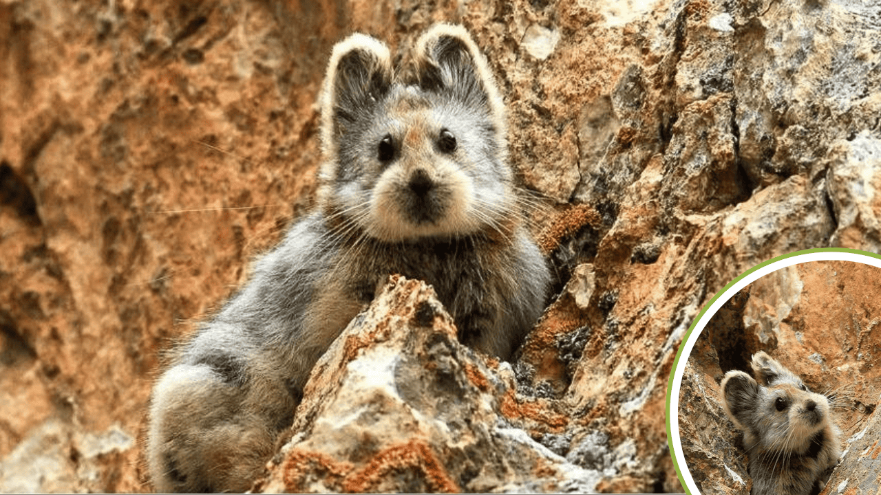 Meet The Ili Pika, An Adorable Endangered Species Fighting Extinction