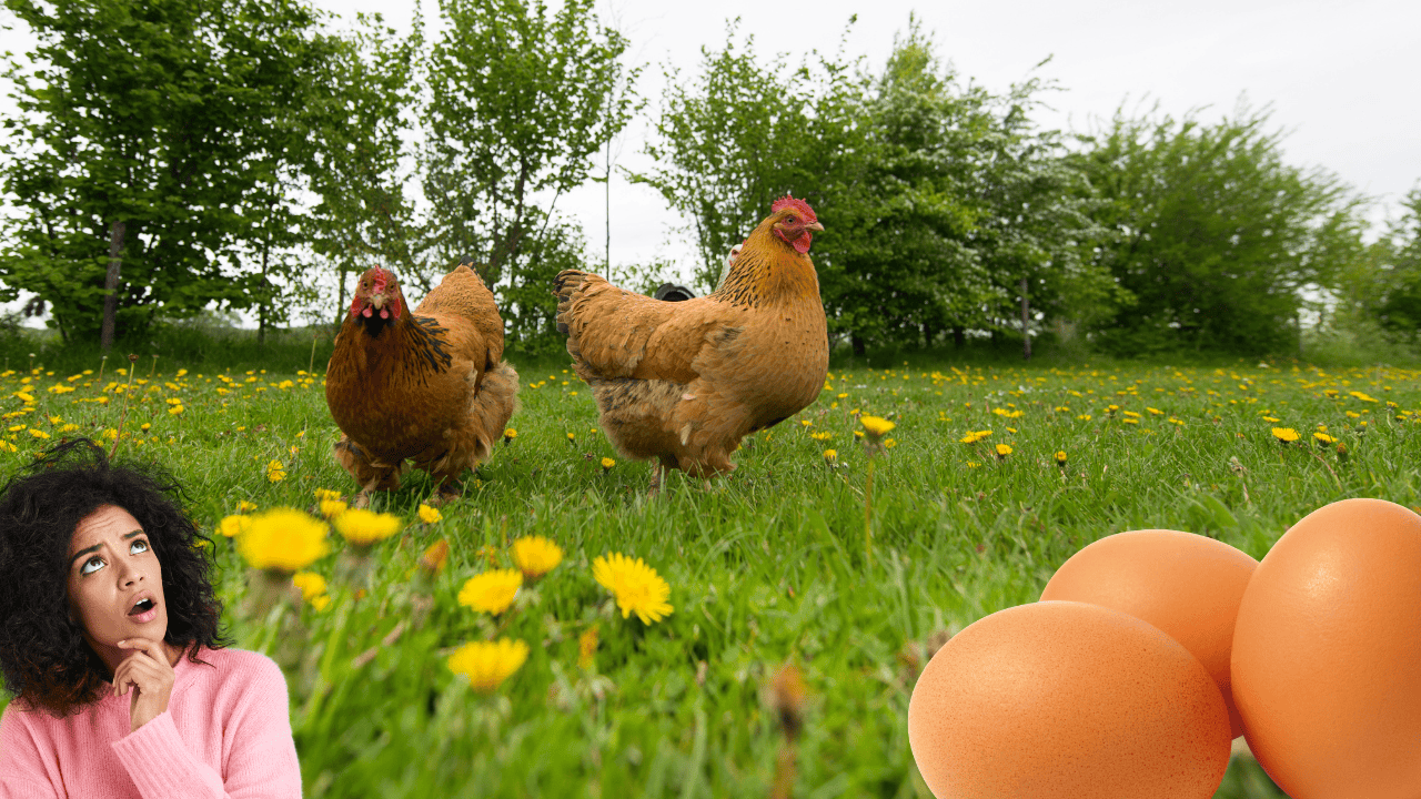 Which Came First, the Chicken or the Egg? New Study Reveals an Answer