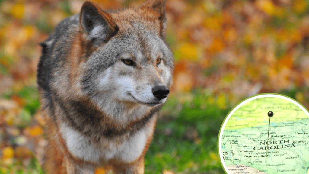 Red Wolf in North Carolina