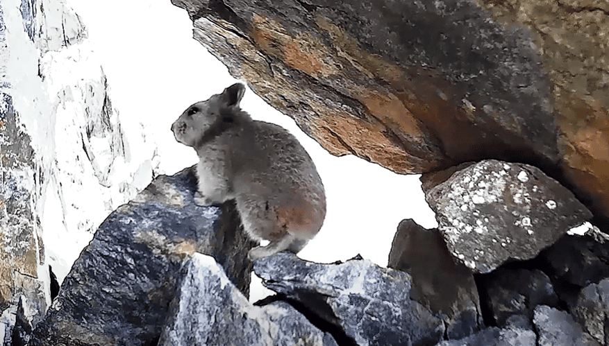 Ili Pika peeking out of its cave