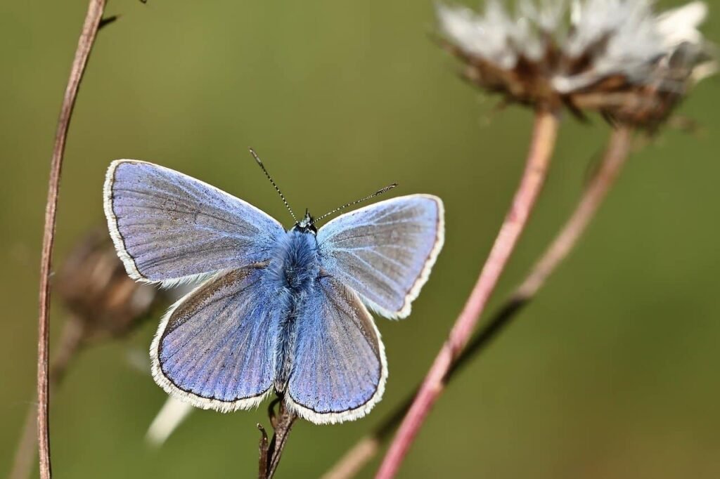 blue butterfly