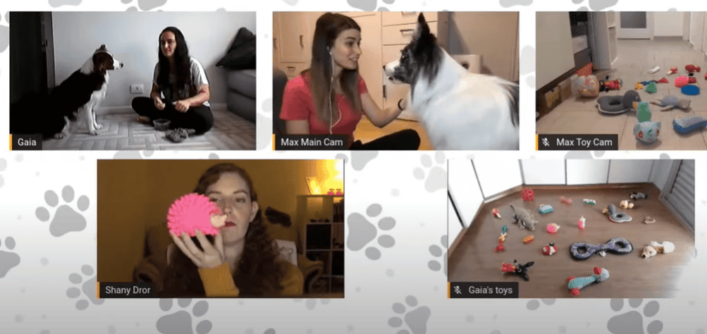 Genius dog challenge. 