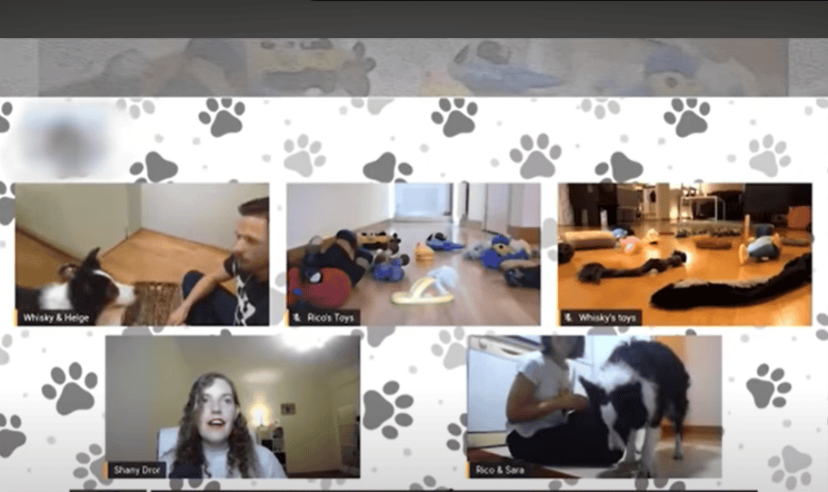 Genius dog challenge.
