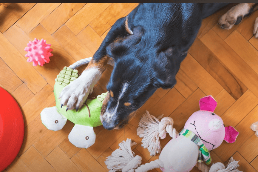 A dog with its toys. 