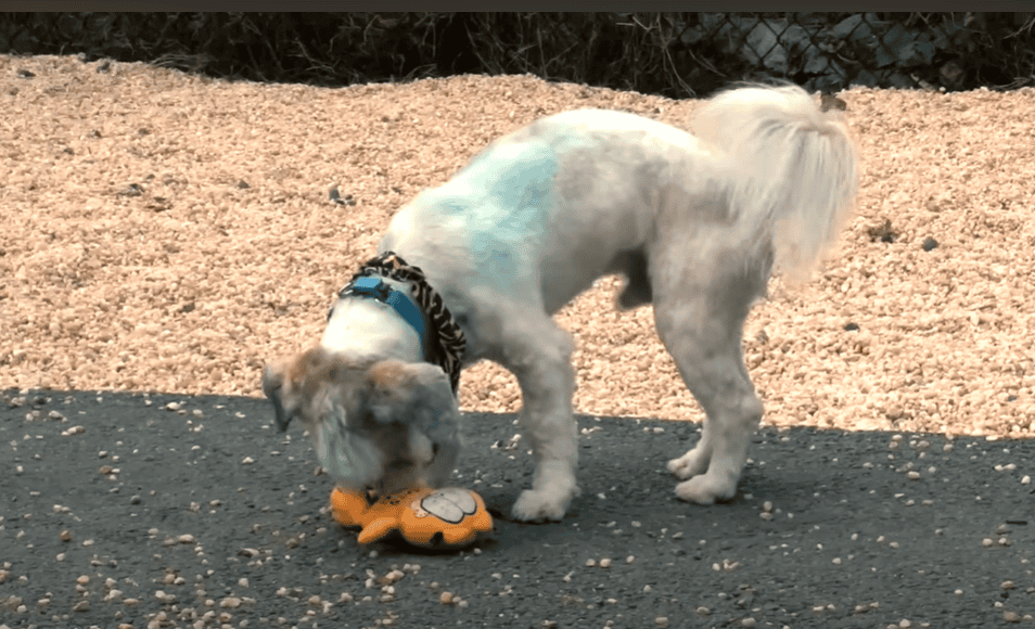 A dog playing with its toy. 