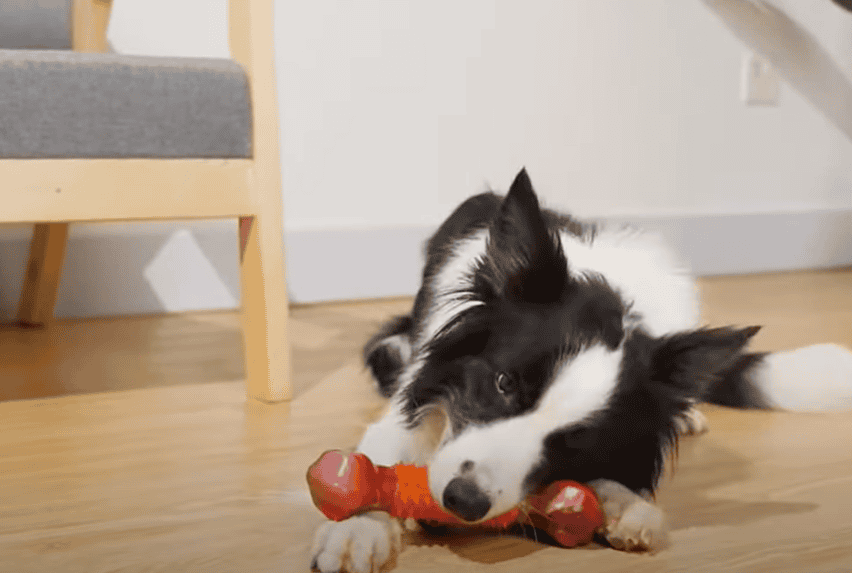A border collie dog playing with its toy.
