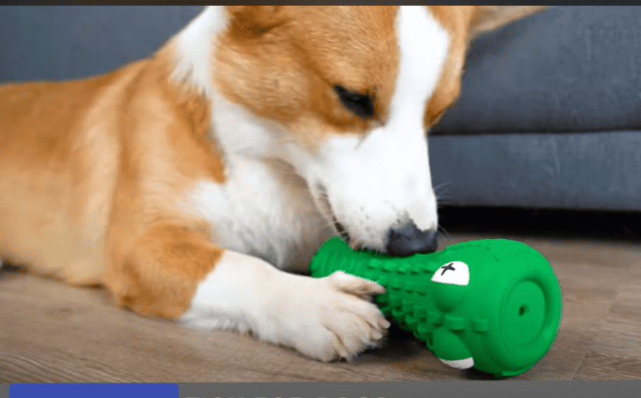 Dog with its chew toy. 