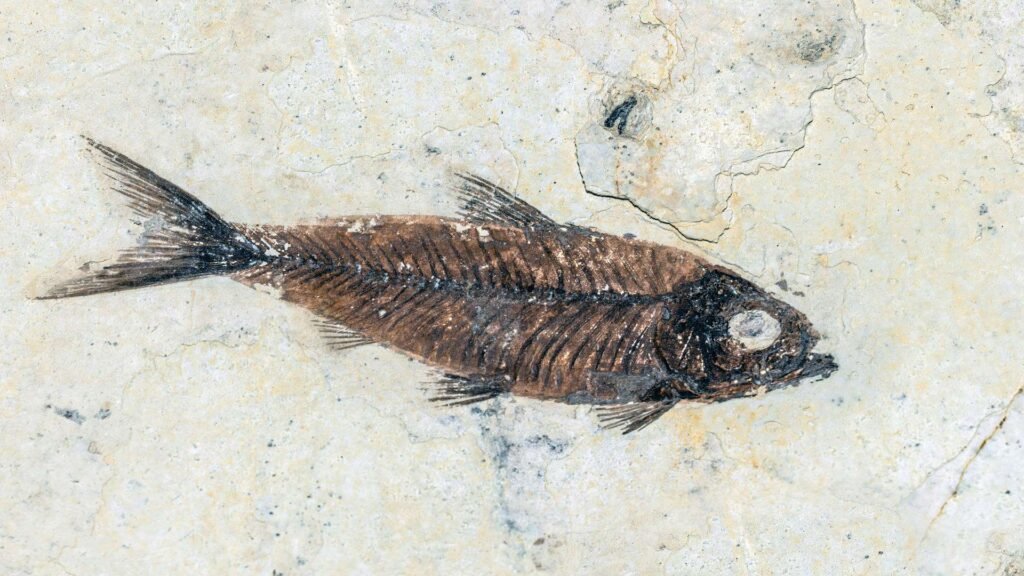 Fossilized fish in rock.