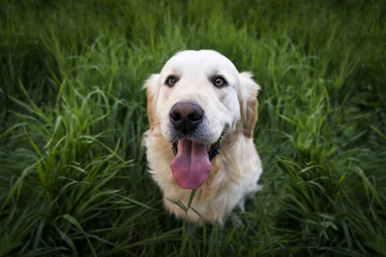 The Genetics Behind Domestication