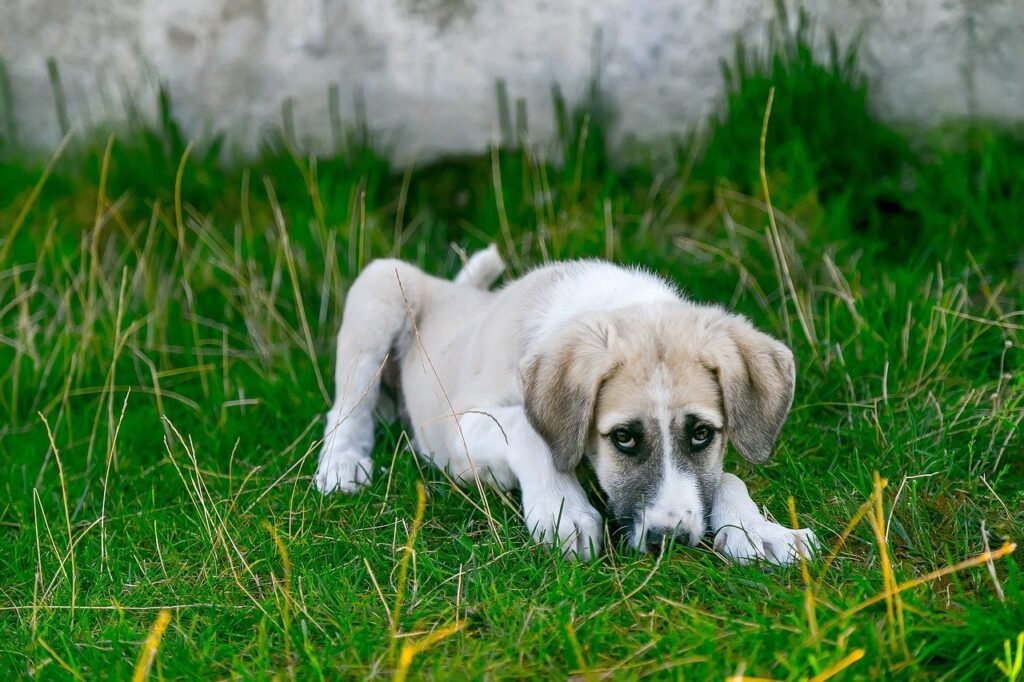 Dog lying in the grass.