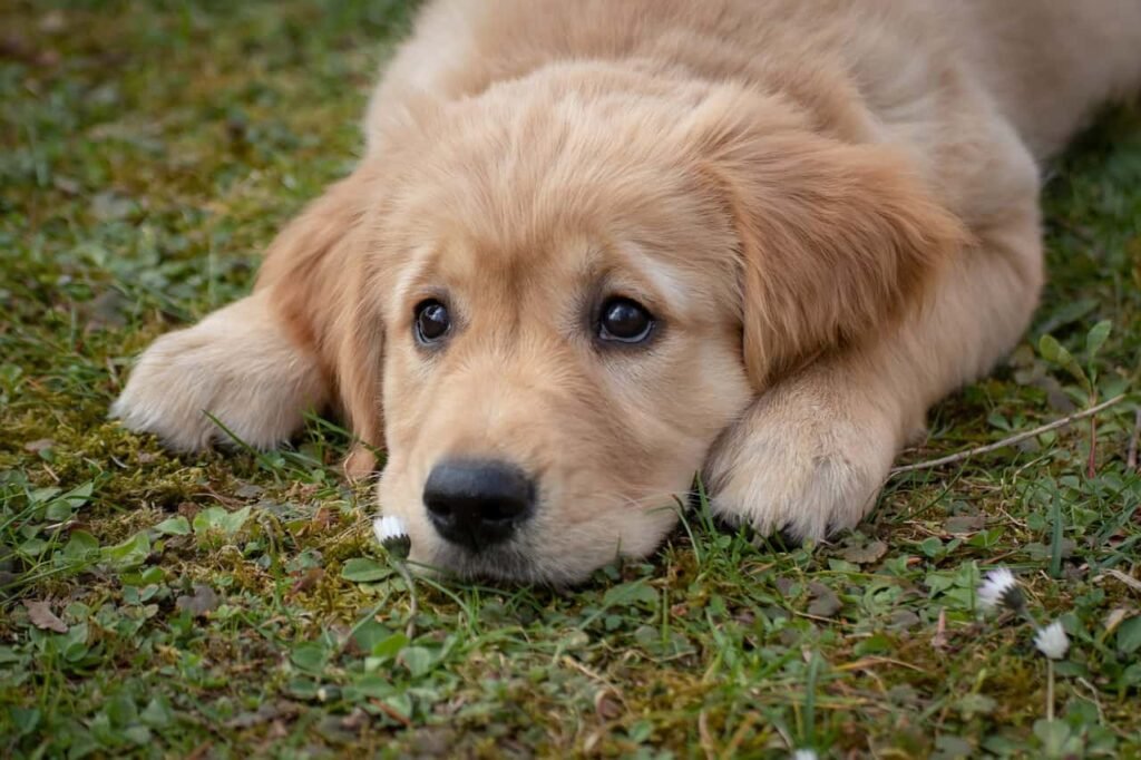 Puppy dog lying in the grass.
